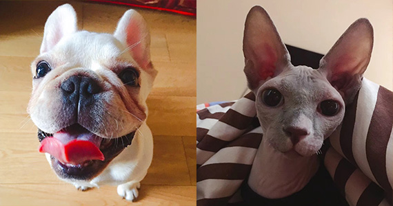 Wu Huiqi, Administration<br /><br />
Pets: a dog and a cat<br />
Sex: both male<br />
Breed: French bulldog and Canadian Hairless<br />
Name: Harley and Beerus<br />
Age: both about 1 year old <br /><br />
Average spending: dog 1,400 yuan/month and cat 1,100 yuan/month<br /><br />
"I spend about 2,500 yuan on them monthly. The most expensive item I have bought for them is a cat tree. That costs me 2,800 yuan, but Beerus like it very much."