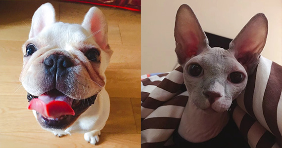 Wu Huiqi, Administration<br /><br />
Pets: a dog and a cat<br />
Sex: both male<br />
Breed: French bulldog and Canadian Hairless<br />
Name: Harley and Beerus<br />
Age: both about 1 year old <br /><br />
Average spending: dog 1,400 yuan/month and cat 1,100 yuan/month<br /><br />
"I spend about 2,500 yuan on them monthly. The most expensive item I have bought for them is a cat tree. That costs me 2,800 yuan, but Beerus like it very much."