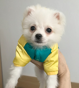 Andy Boreham, New media<br /><br />
Pet: dog<br /> 
Sex: female<br />
Breed: Pomeranian<br /> 
Name: Buding (Pudding)<br />
Age: 3 months old<br /><br />
Average spending: 300 yuan/month<br /><br />
"I once bought six cans of different powders that purport to make her fur healthier, keep her breath fresh, kill harmful bacteria in her gut, and a bunch of other things. In the end, though, the powders just give her diarrhea. They cost me a grand total of 1,500 yuan which, in retrospect, was a total waste.
"